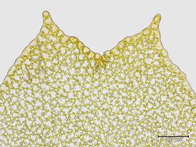 fuscocephaloziopsis albescens flankenblatt blattspitze
