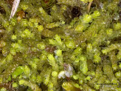 fuscocephaloziopsis albescens habitus