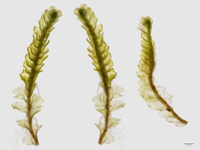 fuscocephaloziopsis albescens habitus ober unter seite