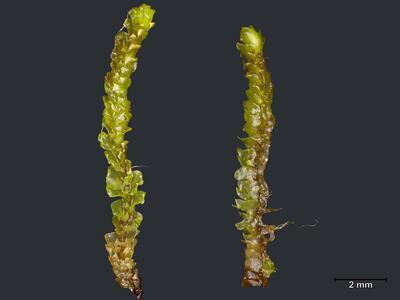 fuscocephaloziopsis albescens habitus oberseite2