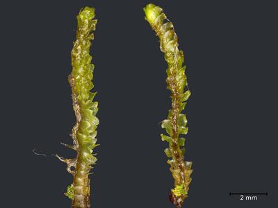 fuscocephaloziopsis albescens habitus unterseite2