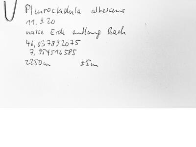 fuscocephaloziopsis albescens herbarbeleg