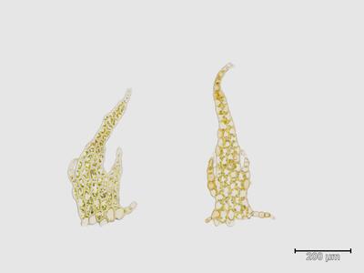 fuscocephaloziopsis albescens unterblatt