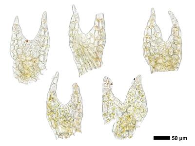 fuscocephaloziopsis leucantha 1 flankenblatt