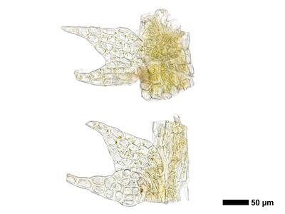 fuscocephaloziopsis leucantha 1 flankenblatt stamm aufsicht