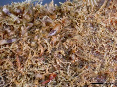 fuscocephaloziopsis leucantha 1 habitus