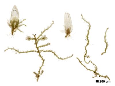 fuscocephaloziopsis leucantha 1 habitus oberseite