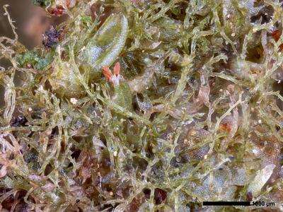 fuscocephaloziopsis leucantha 1 habitus perianth