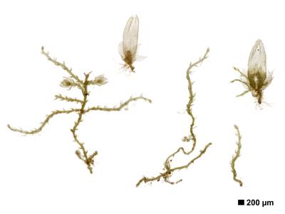 fuscocephaloziopsis leucantha 1 habitus unterseite