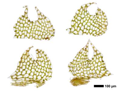 fuscocephaloziopsis loitlesbergeri 1 flankenblatt