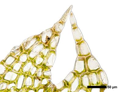 fuscocephaloziopsis loitlesbergeri 1 flankenblatt blattspitze