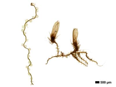 fuscocephaloziopsis loitlesbergeri 1 habitus oberseite