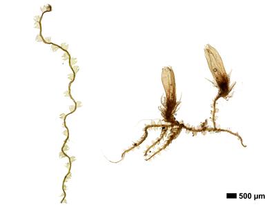 fuscocephaloziopsis loitlesbergeri 1 habitus unterseite