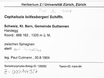 fuscocephaloziopsis loitlesbergeri 1 herbarbeleg