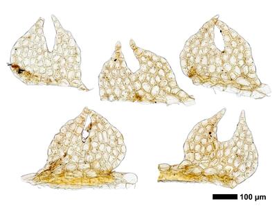 fuscocephaloziopsis macrostachya flankenblatt