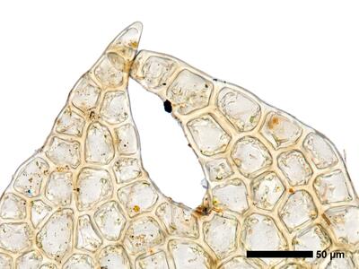 fuscocephaloziopsis macrostachya flankenblatt blattspitze