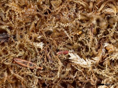 fuscocephaloziopsis macrostachya habitus