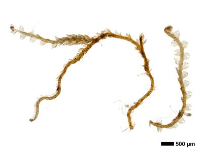 fuscocephaloziopsis macrostachya habitus oberseite