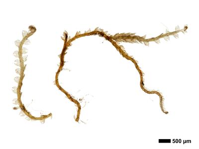 fuscocephaloziopsis macrostachya habitus unterseite