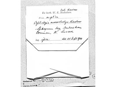 fuscocephaloziopsis macrostachya herbarbeleg