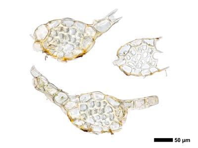 fuscocephaloziopsis macrostachya stamm quer