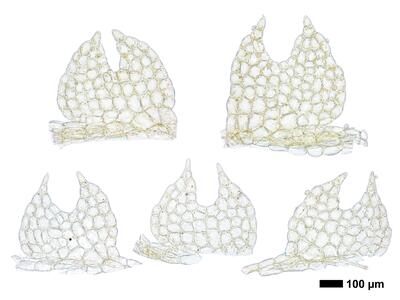 fuscocephaloziopsis pleniceps 1 flankenblatt