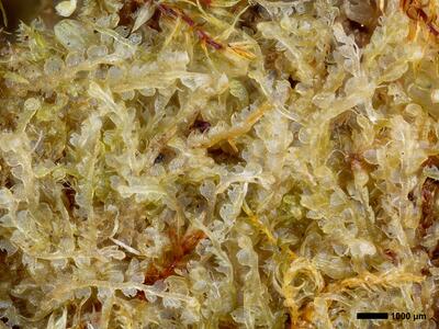 fuscocephaloziopsis pleniceps 1 habitus