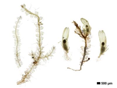 fuscocephaloziopsis pleniceps 1 habitus oberseite