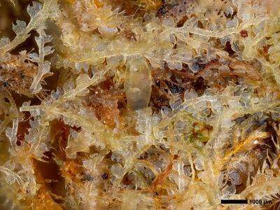 fuscocephaloziopsis pleniceps 1 habitus perianth