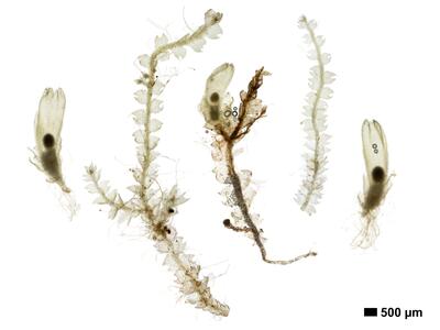 fuscocephaloziopsis pleniceps 1 habitus unterseite