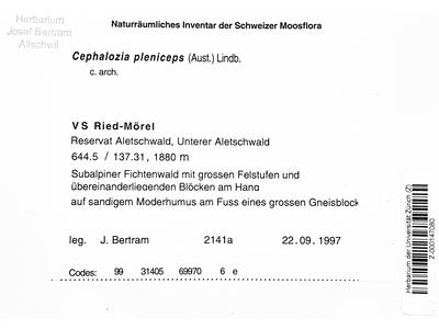 fuscocephaloziopsis pleniceps 1 herbarbeleg