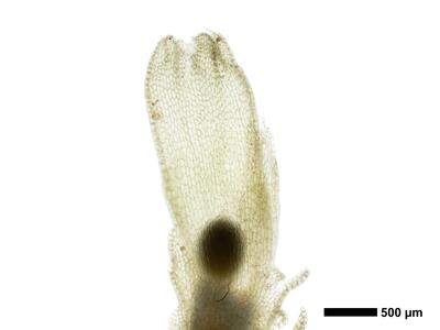 fuscocephaloziopsis pleniceps 1 perianth