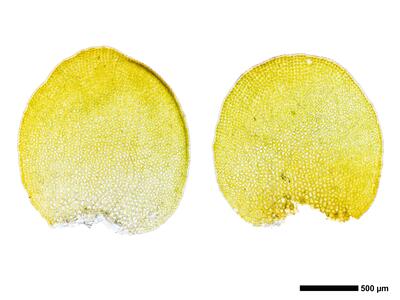 odontoschisma elongatum 2 flankenblatt