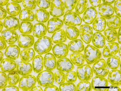 odontoschisma elongatum 2 flankenblatt blattmitte