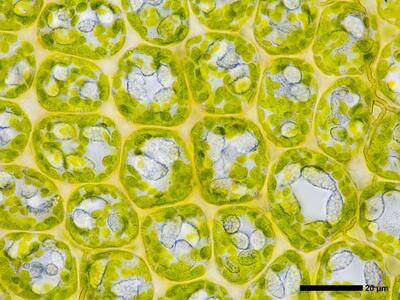 odontoschisma elongatum 2 flankenblatt blattmitte detail