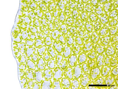 odontoschisma elongatum 2 flankenblatt blattrand