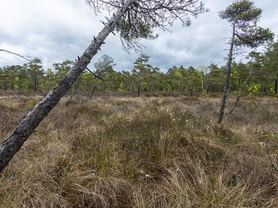 odontoschisma elongatum 2 habitat
