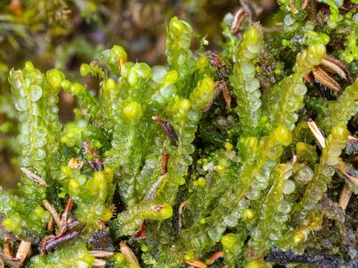 odontoschisma elongatum 2 habitus