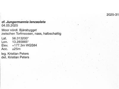 odontoschisma elongatum 2 herbarbeleg