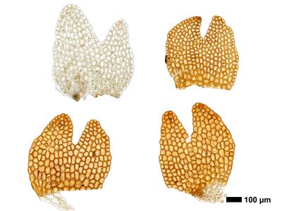 odontoschisma fluitans 1 flankenblatt