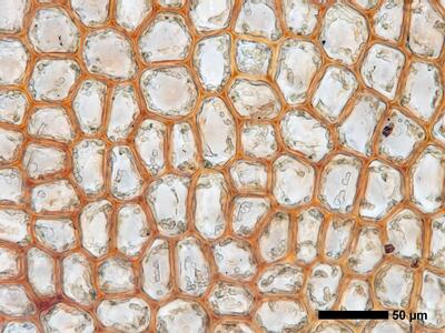 odontoschisma fluitans 1 flankenblatt blattmitte