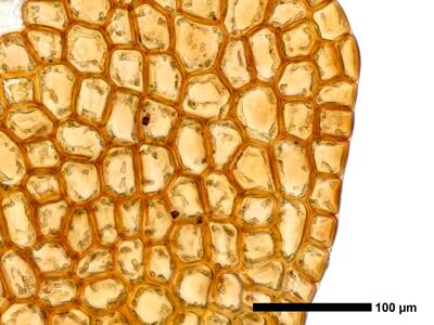odontoschisma fluitans 1 flankenblatt blattrand