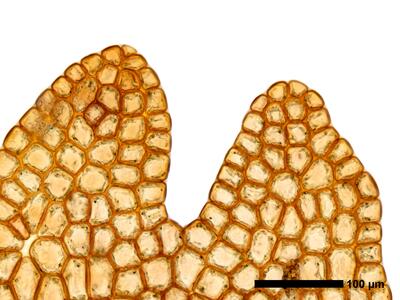 odontoschisma fluitans 1 flankenblatt blattspitze