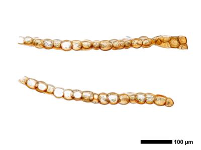 odontoschisma fluitans 1 flankenblatt quer