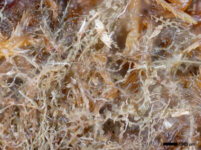 odontoschisma fluitans 1 habitus