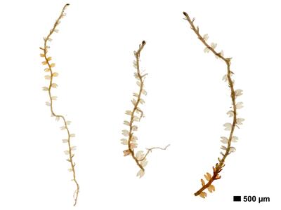 odontoschisma fluitans 1 habitus unterseite
