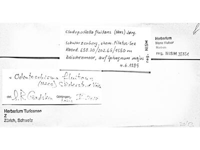 odontoschisma fluitans 1 herbarbeleg