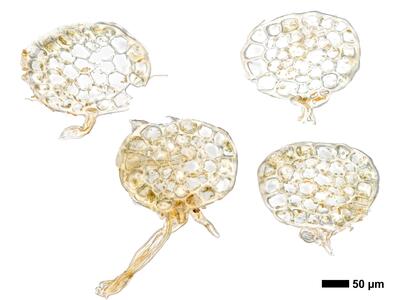 odontoschisma fluitans 1 stamm quer