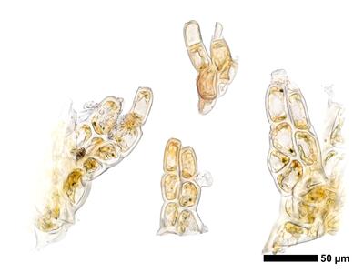 odontoschisma fluitans 1 unterblatt