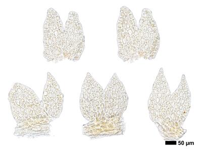 odontoschisma francisci 1 flankenblatt